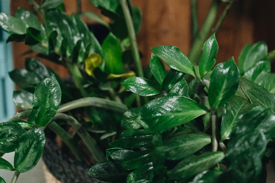 Grünpflanze mit großen Blättern